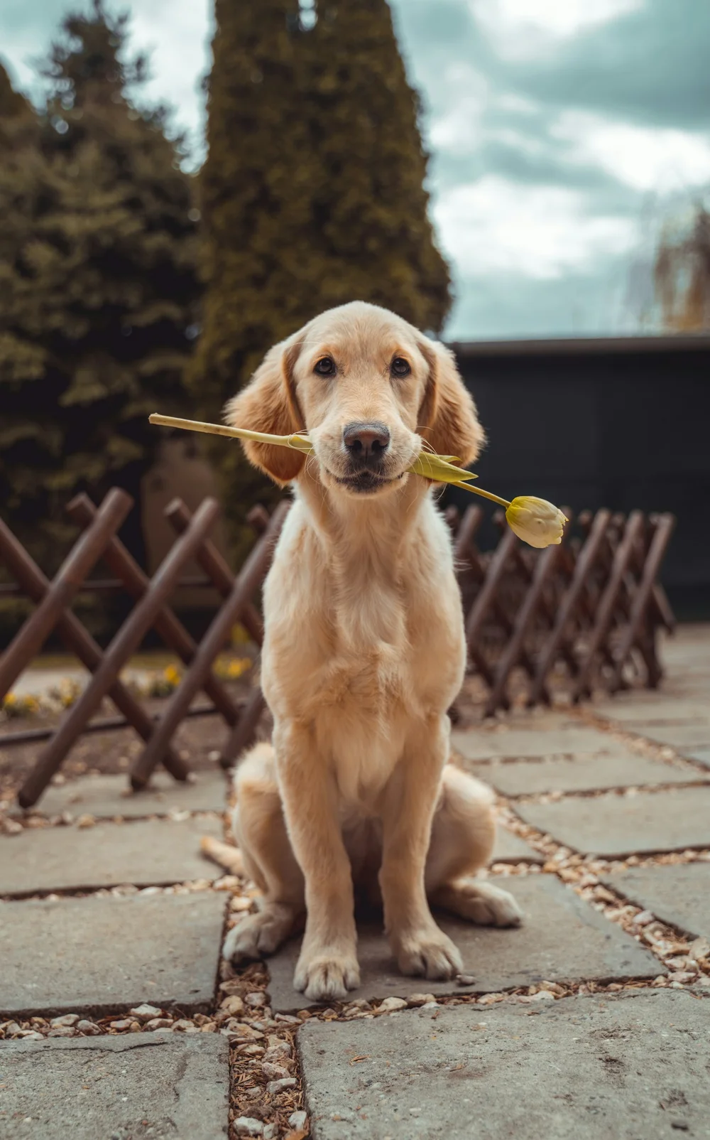 En glad golden retriever ute i det gröna