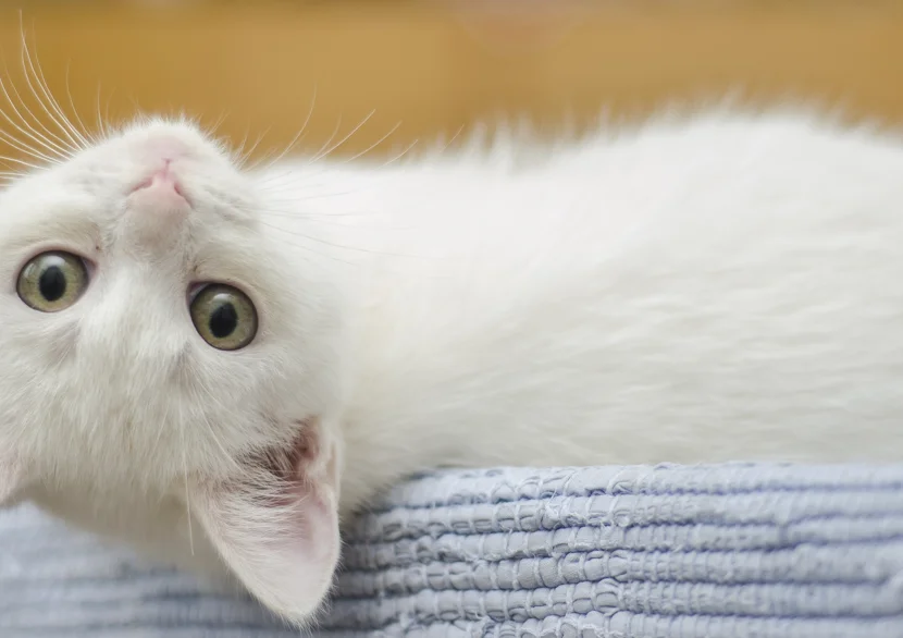 Kattlucka