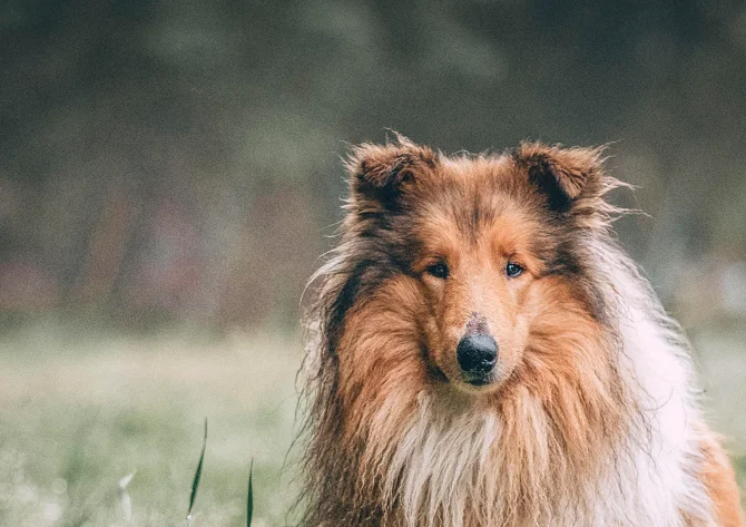 Lugnande till hund