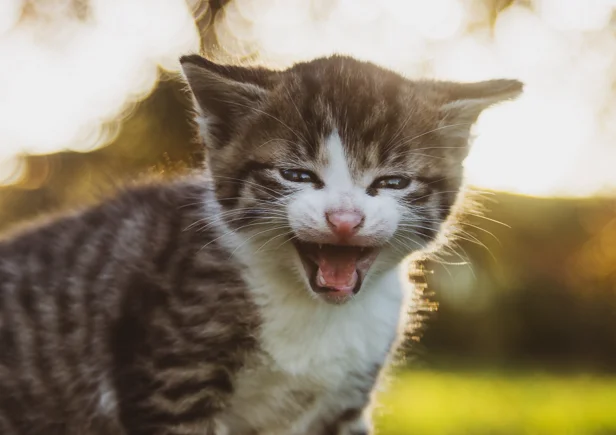 Kattfontän