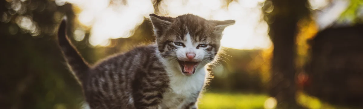 Kattfontän